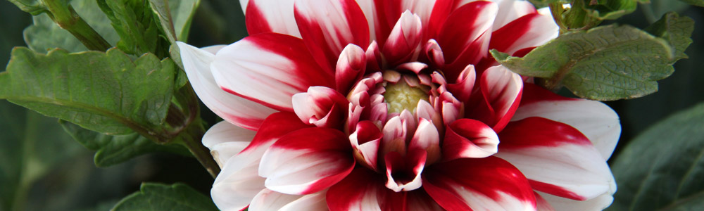 Dahlia Garden